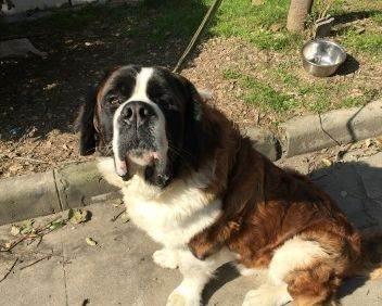 家养的圣伯纳犬