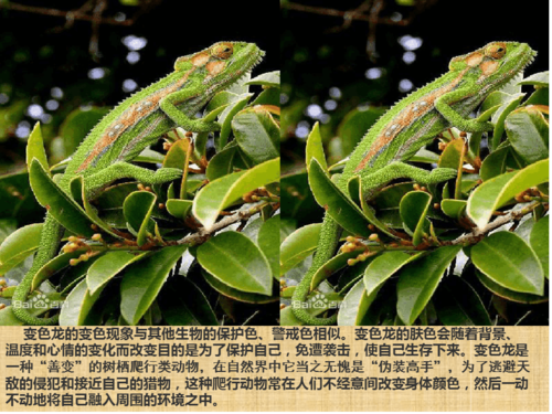 动物保护色.1ppt课件