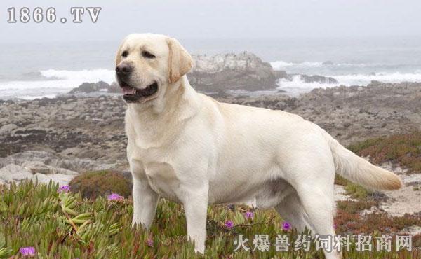 拉布拉多怎么训练,拉布拉多训练方法
