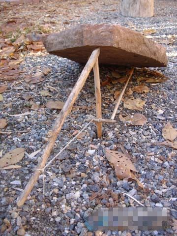 珍藏版各位陷阱制作 这下可以逮野鸡了