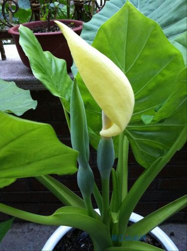 滴水观音开花图片