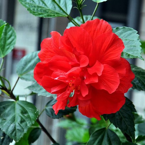 扶桑花苗重瓣盆栽红色朱瑾牡丹草室内庭院地栽四季开花大苗_7折现价16