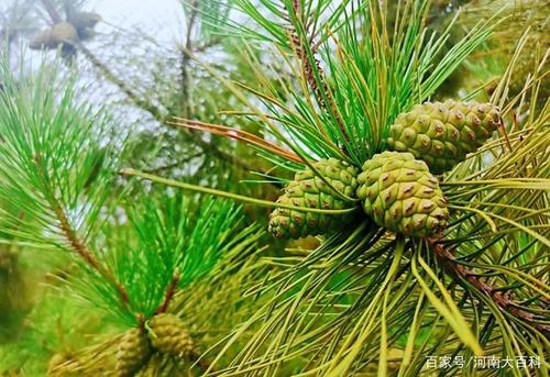 再往前走,我们看到一片松树林,每个枝头都挂满松果.