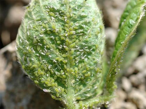 抓紧防治,避免蚜虫大量发生