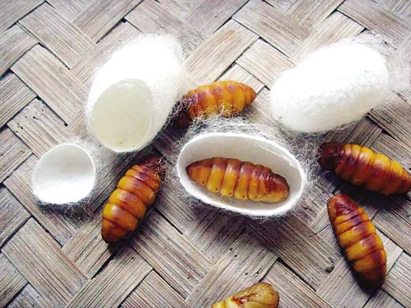 "小神仙"是个啥价高为何难量产?