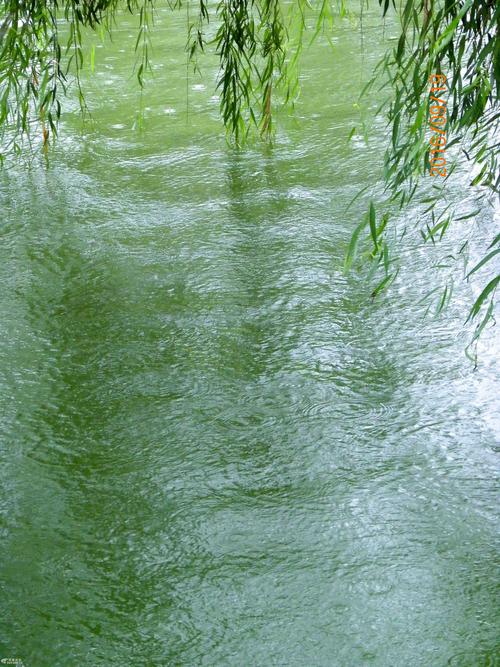 秋雨秋荷秋意浓.美在意境兴庆宫
