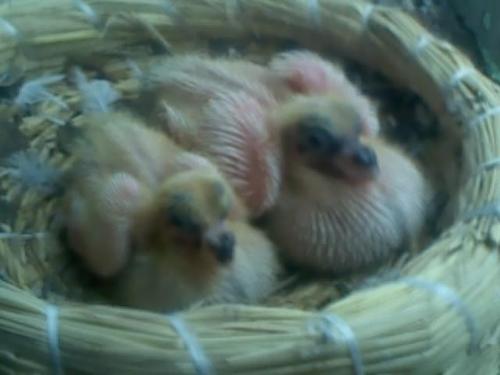 出壳三四天的小鸽子