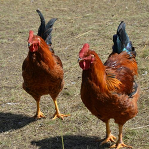 正宗生态鸡 瘦肉皮薄绿色养殖生态芦花鸡 农场家禽鸡