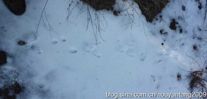雪地上野兔的足迹