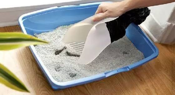 如何让猫咪爱上用猫砂盆?