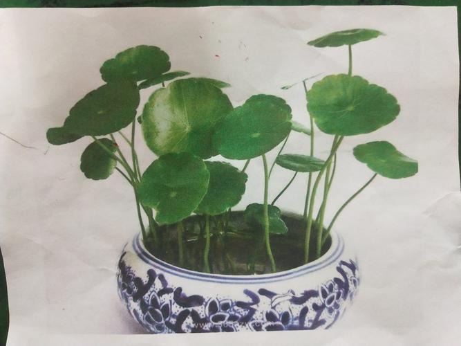 【七彩虹美术学校】艺术大师班学员花卉植物线描写生