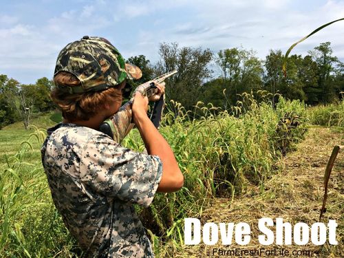 have a dove shoot at your farm! (premium)