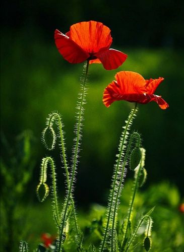 细数流年||娇俏的虞美人