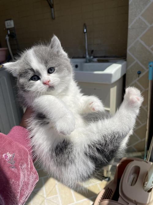 吸着吸着长大了…家养猫爸猫妈的头胎赛凯卷毛矮脚猫