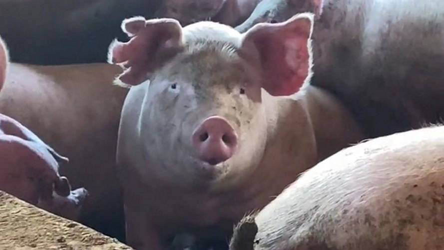 即使你变成了猪,我也能在猪群里一眼认出你,不用这么