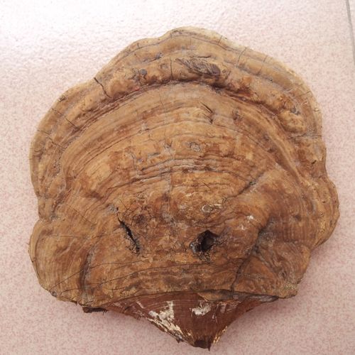 在酸枣树下摘得灵芝~大家帮忙看看~不知能不能吃~有人说是树舌灵芝~不