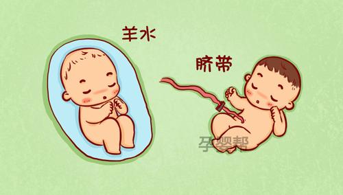 b超单看男女?1分钟教你看懂b超检查单!