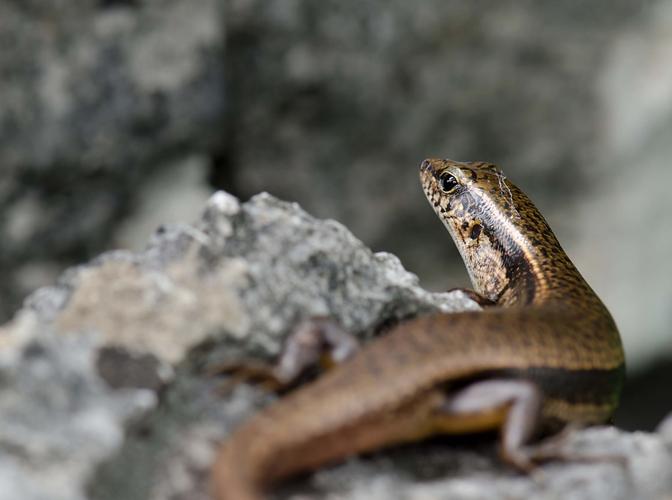 这种小动物我们一般把它叫做"四脚蛇",也有些区域称它为蜥蜴和石龙