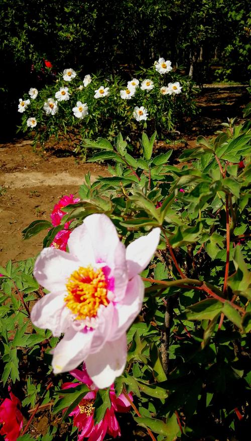 花季的春天(2)--奥森公园观赏牡丹花