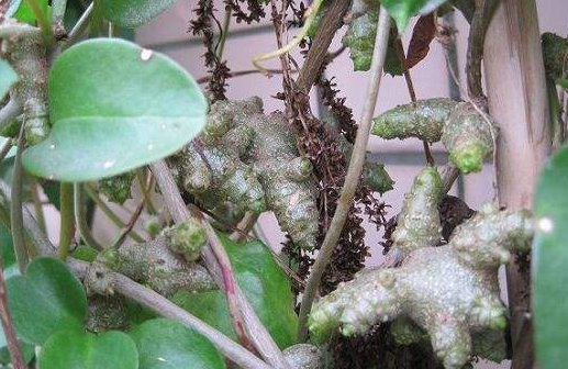 原创南方1种入侵物种,曾是农民讨厌的害草,如今成极品野菜,80元1斤