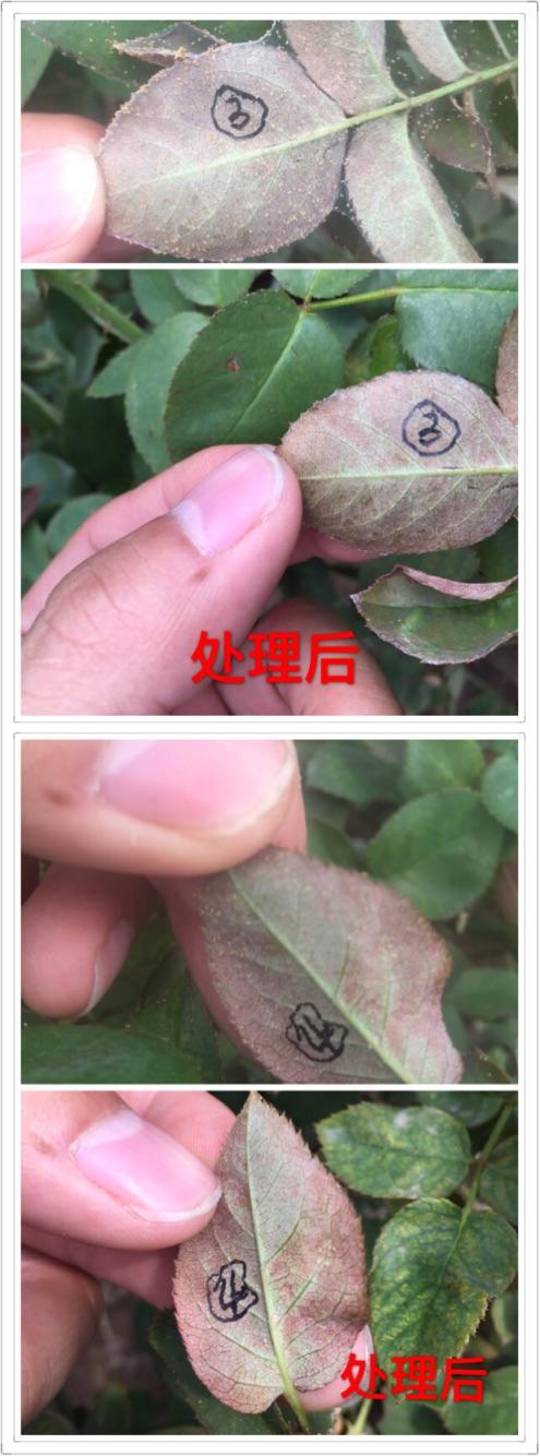 斗南科瑞德植保医院〕峨山小街玫瑰花红蜘蛛药效果实验一一