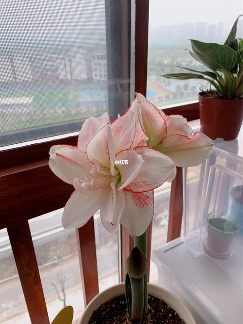 朱顶红-条纹黛丝_条纹_日记_绿植_绿植成长日记_家居家装_家居装饰