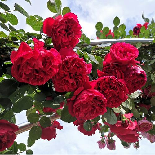 佛罗伦蒂娜爬藤月季月季花花苗盆栽四季开花佛罗伦萨