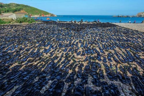 在海边鹅卵石滩上平整地晾晒着褐色的海带
