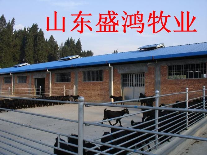 山东盛鸿牧业小尾寒羊养殖场批发价格 小尾寒羊羊羔批发 小尾寒羊羊苗