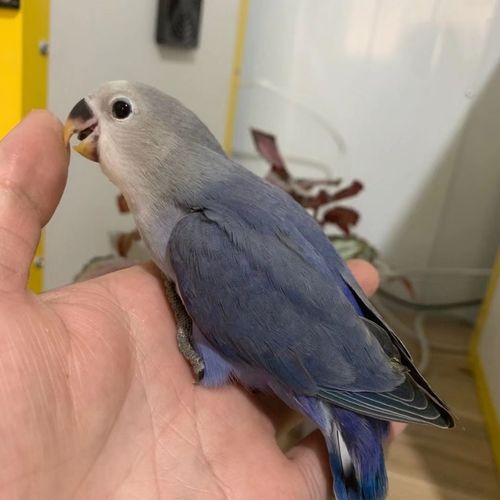 牡丹鹦鹉紫罗兰合法面类牡丹鹦鹉活体