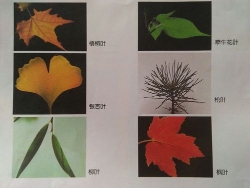 一起来了解这些叶子的名称,有什么不一样?又像什么?