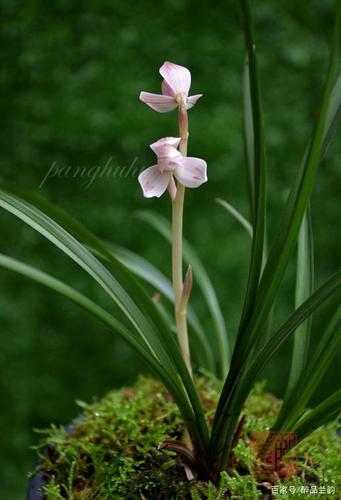 莲瓣兰粉荷"一位娇羞的少女"