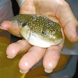 深圳市民吃河豚中毒身亡 摊主称一般卖给潮汕人