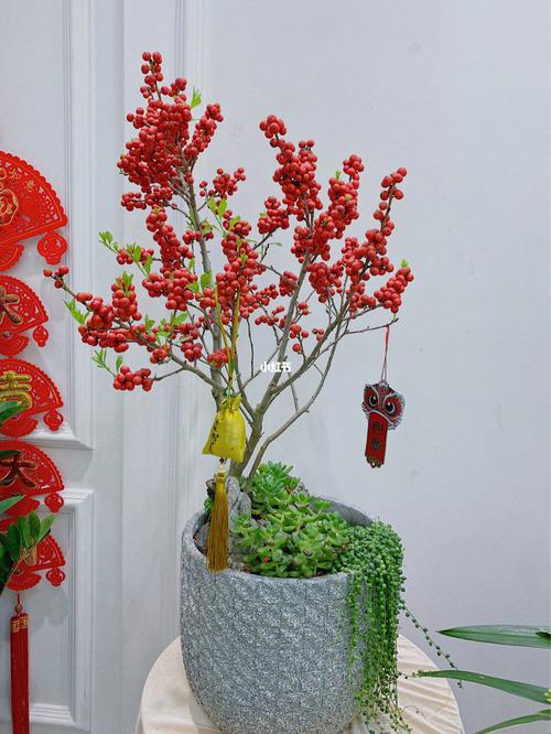 冬青盆栽_家装_家居_家居装饰_家居家装_家居装饰