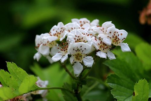 山楂花