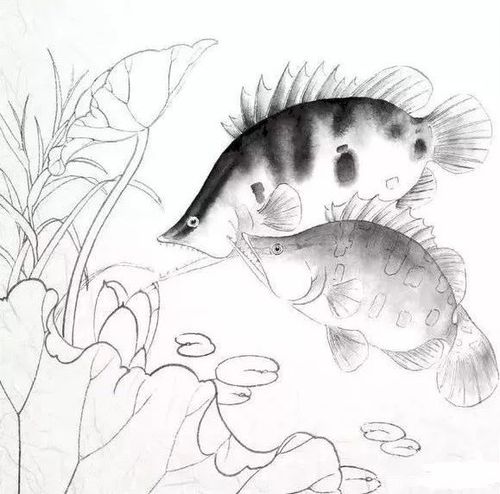 工笔画教程鳜鱼双鱼游水