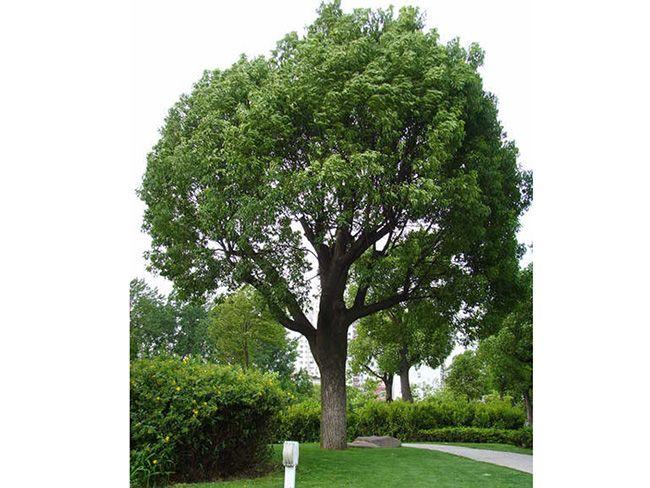 植物名称常绿乔木