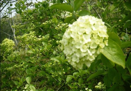 杜仲花图片什么样?