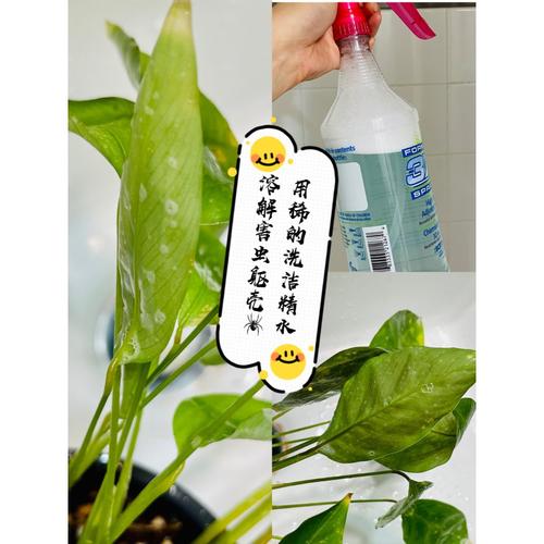 红蜘蛛spidermite来袭用这招适用多种绿植害虫