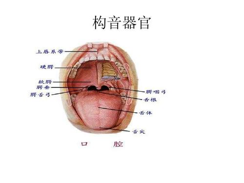 构音障碍课件ppt