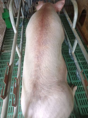 妊娠母猪一切正常,就是毛菅有血点样子