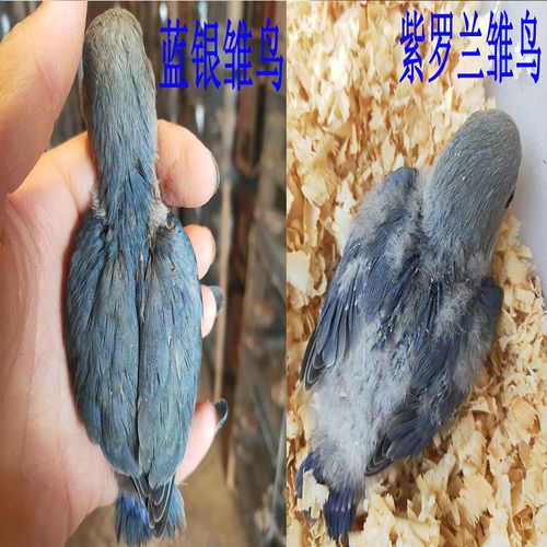 活宠物鸟手养亲人学说话鹦鹉幼鸟活黄桃牡丹鹦鹉蓝腰黄桃雏鸟公母一对