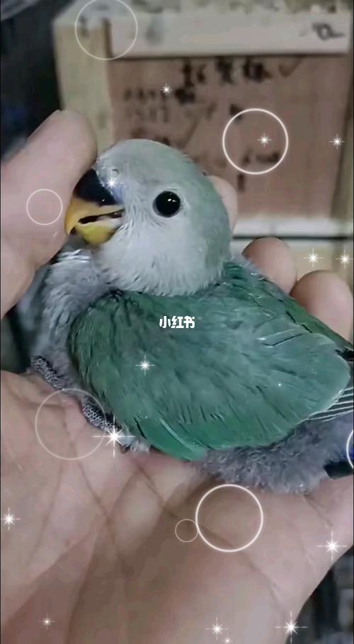 绿银顶雏鸟_牡丹_手养牡丹鹦鹉_宠物_宠物其他