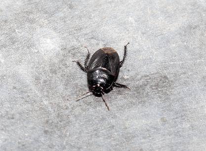 昆虫纲,半翅目,土蝽科,是一类生活在浅层土壤的小型蝽.