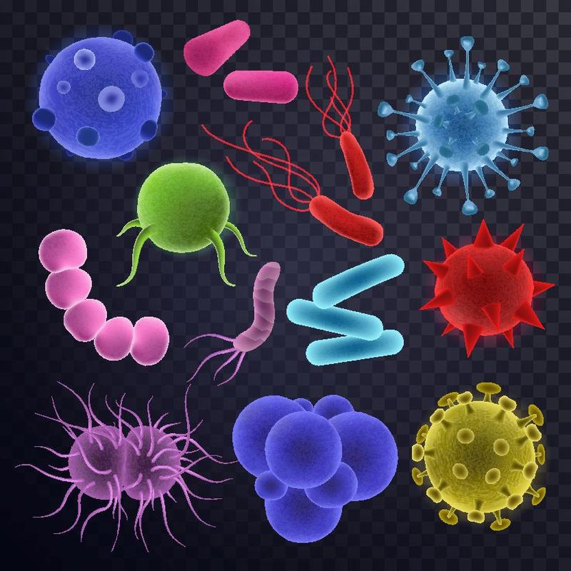 细菌彩色形态