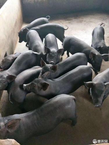 苏太母猪,两头起全国包邮