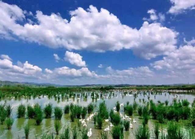 梧州苍海国家湿地公园效果图