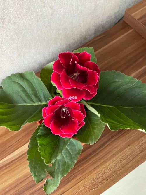 大岩桐gloxinia_花语_家居家装_家居装饰_花艺