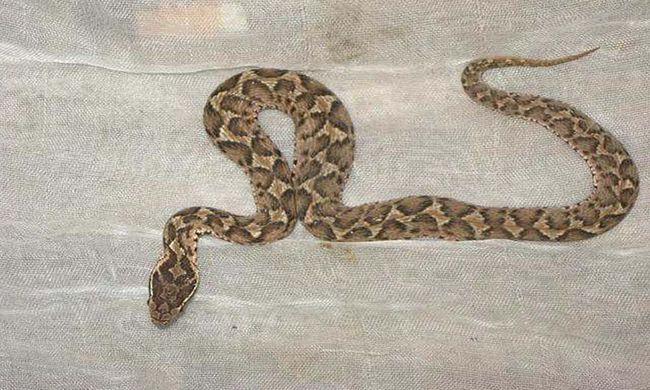 短尾蝮蛇但是因为其毒牙长在了靠近脖颈地方,致使它们无法将大量的