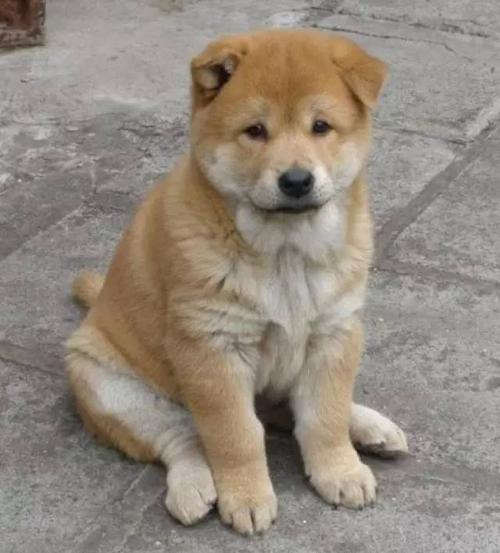 当初把小黄带回偏僻的老家的时候,它还是个狗崽子,老小老小了,不过